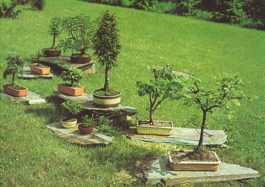 bonsaje-pred-spravni-budouvou-1-v-sedmdesatych-letech.jpg
