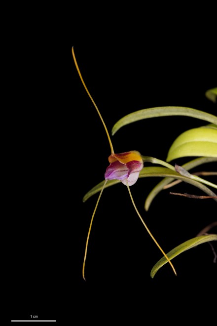 masdevallia-patriciana-p954-img_8556.jpg