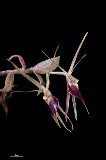 epidendrum-escobarianum-img_9739.jpg