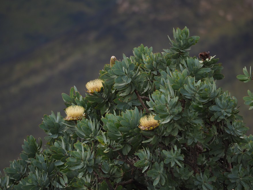 protea-nitida1.jpg