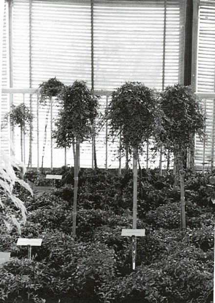 ocenena-expozice-brectanu-na-flore-olomoc.jpg