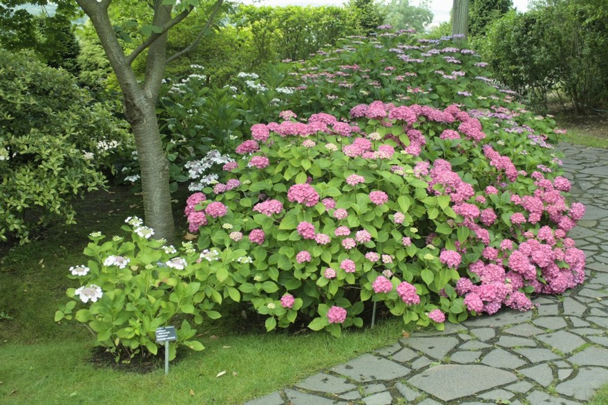 hydrangea-macrophylla-u-vstupu-do-japonske-zahrady.jpg