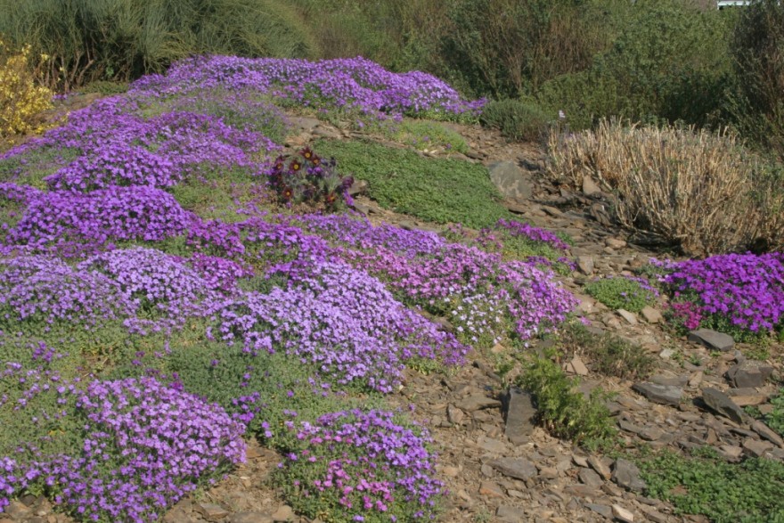 koberce-taricky--aubrieta--na-skalce_k.jpg