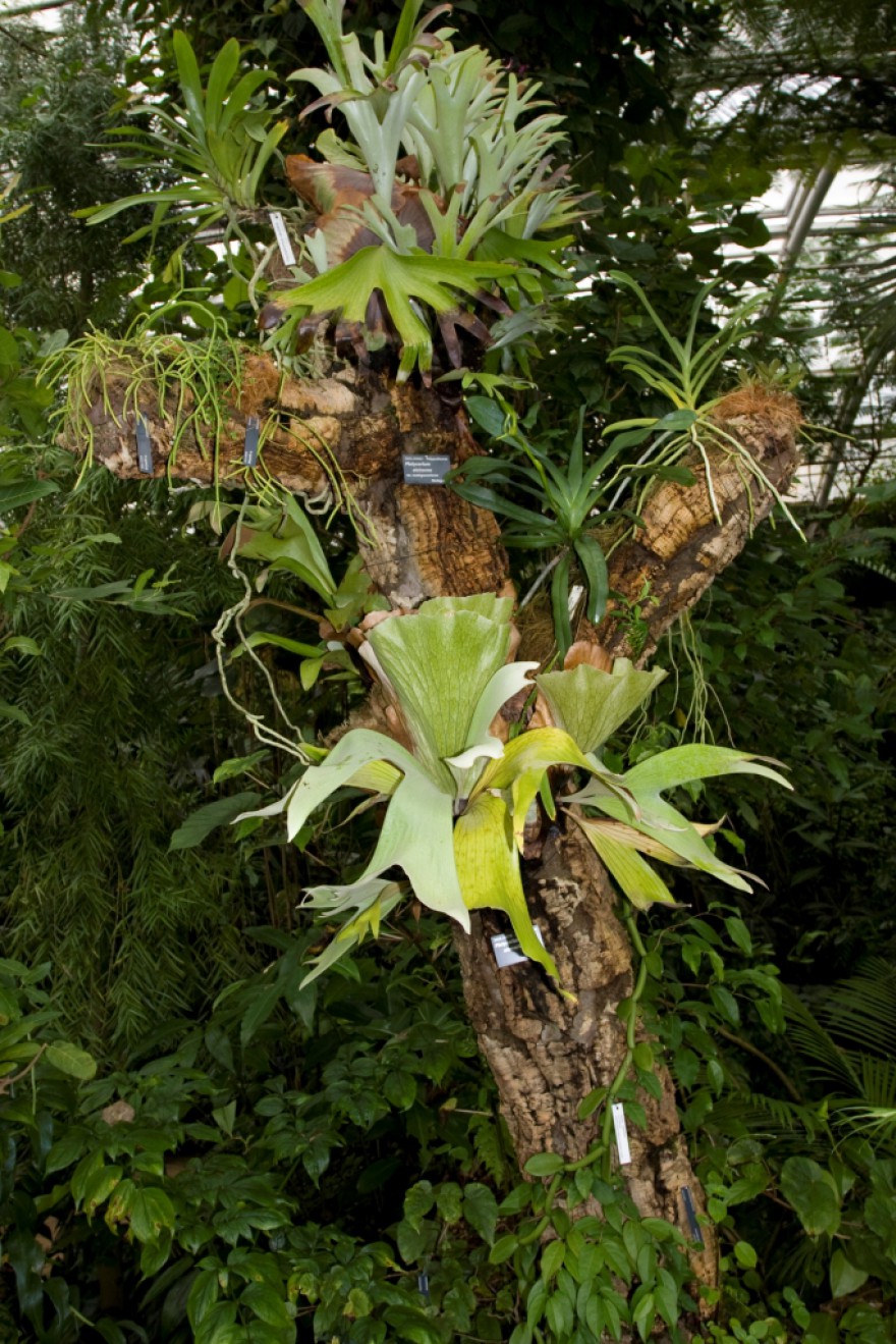 epifytni-kmen-s-paroznatkami-2010.jpg