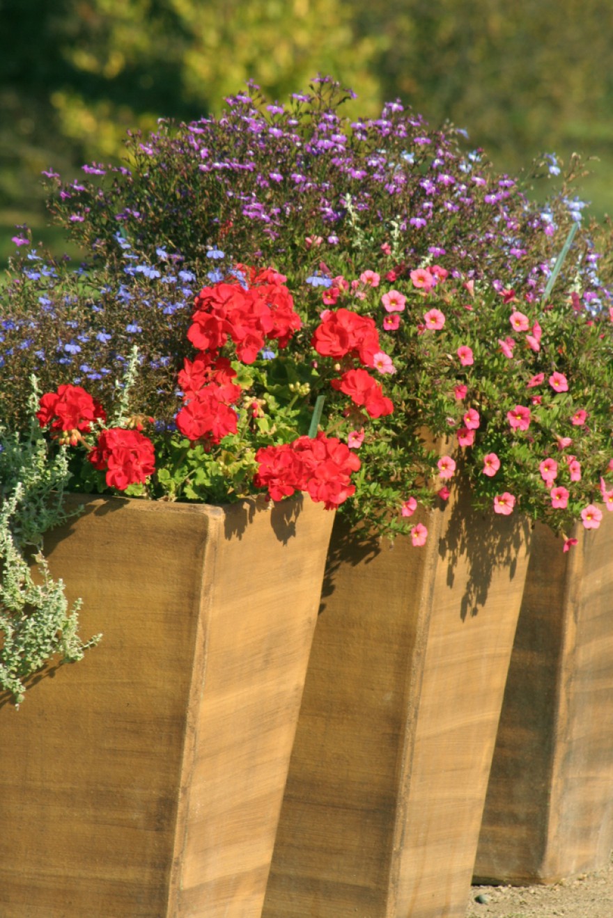 zahradni-odrudy-pelargonii-jsou-kazdorocni-soucasti-smisenych-vysaden-v-nadobach.jpg