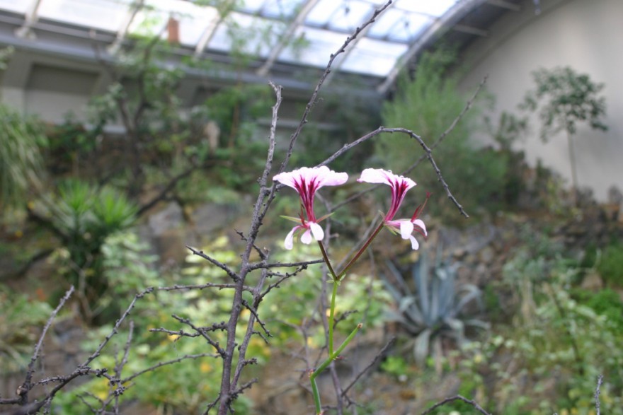 pelargonium-tetragonum.jpg