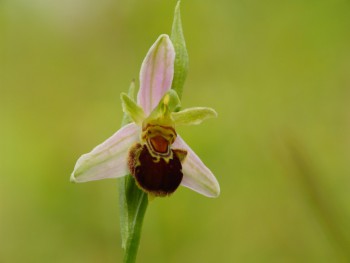 toric-vcelonosny-ophrys-apifera-a.jpg