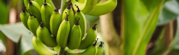 banan-suchdol.jpg