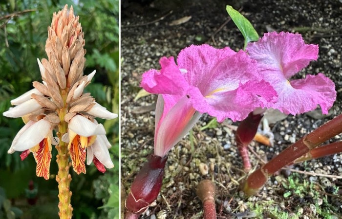 Alpinia blepharocalyx a Costus tappenbeckianus